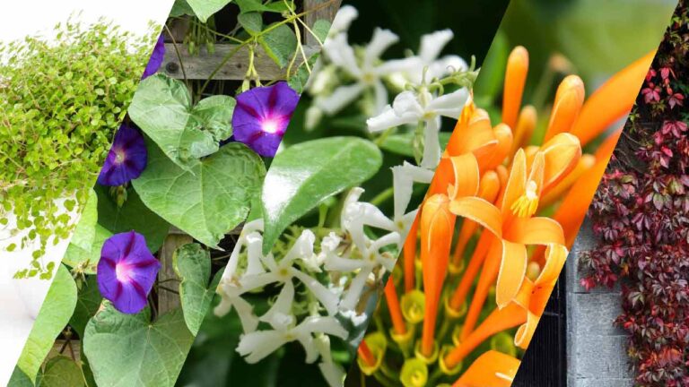বারান্দায় লতানো গাছের নাম