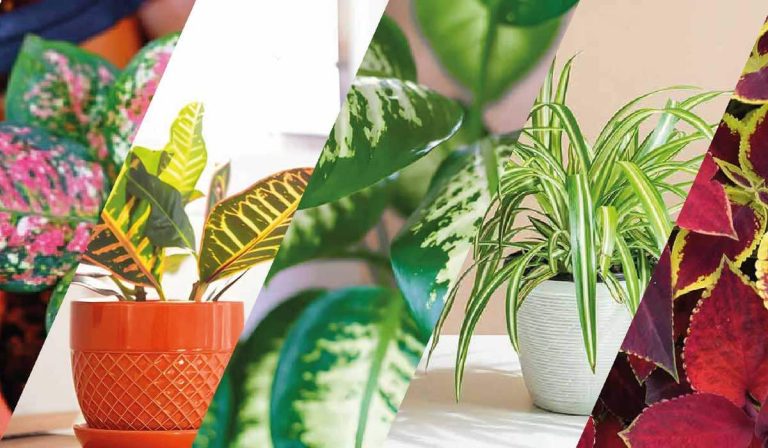 পাতাবাহার গাছের নাম ও ছবি