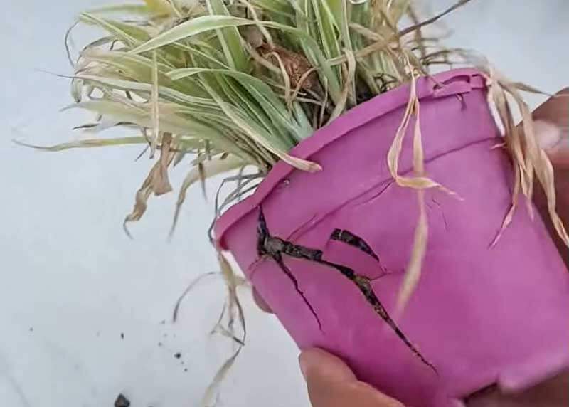 স্পাইডার প্লান্টের ফেটে যাওয়া টব
